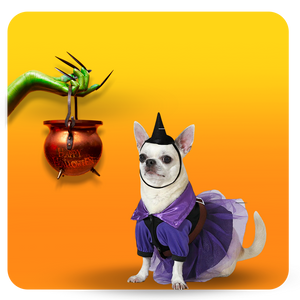  Este Halloween, comparte la magia con tu mejor amigo 🐶✨ 