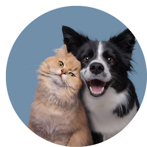 MASCOTAS